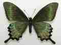 Papilio maackii (abb) (Internet Image property of respective owner, non-commercial use only)